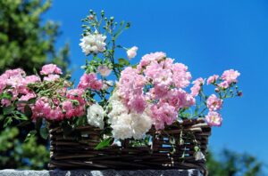 cremation services in Quakertown, PA